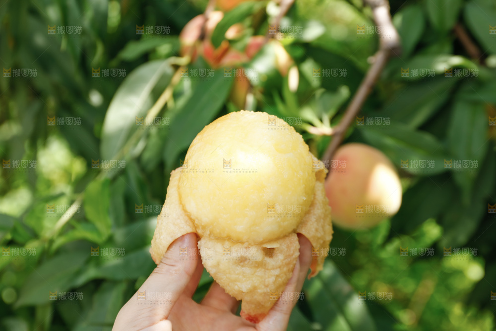 手里拿着现摘水蜜桃