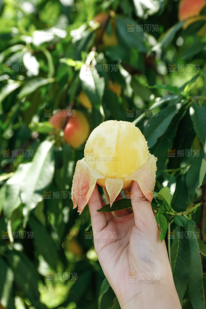 手里拿着现摘水蜜桃
