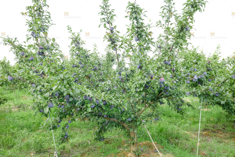 新鲜现摘黑布林