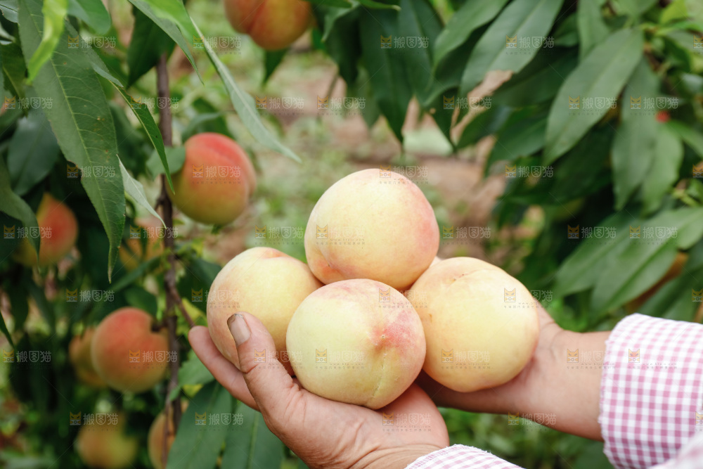 阳山水蜜桃