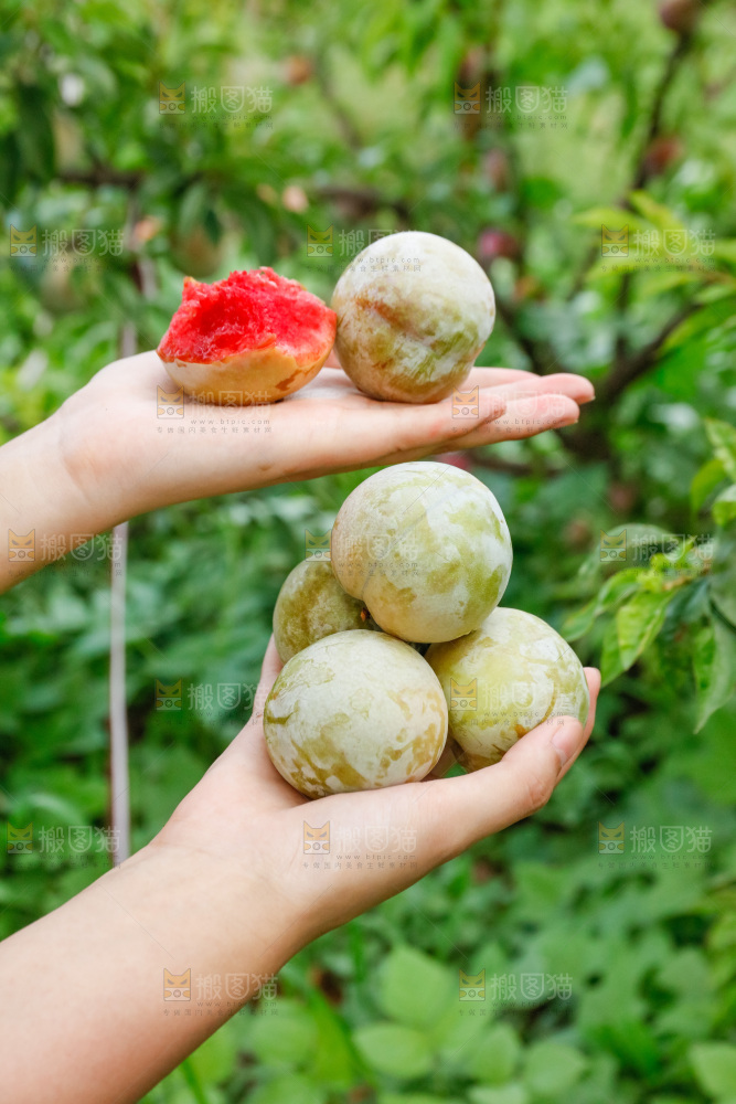 手里拿着红肉三华李