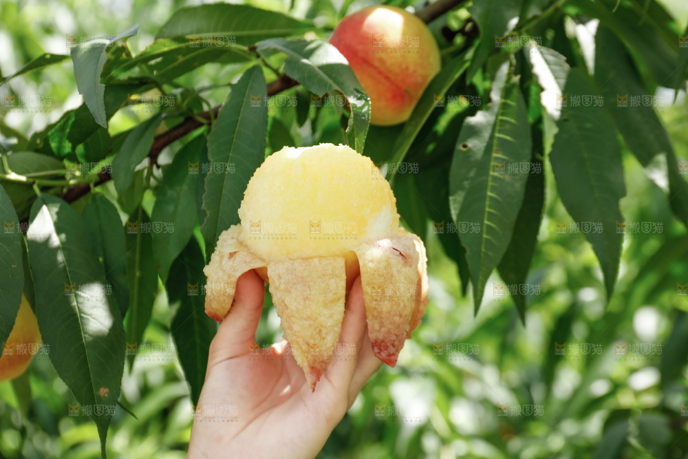 手里拿着现摘水蜜桃