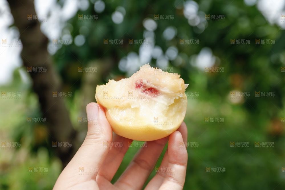 手里拿着现摘水蜜桃