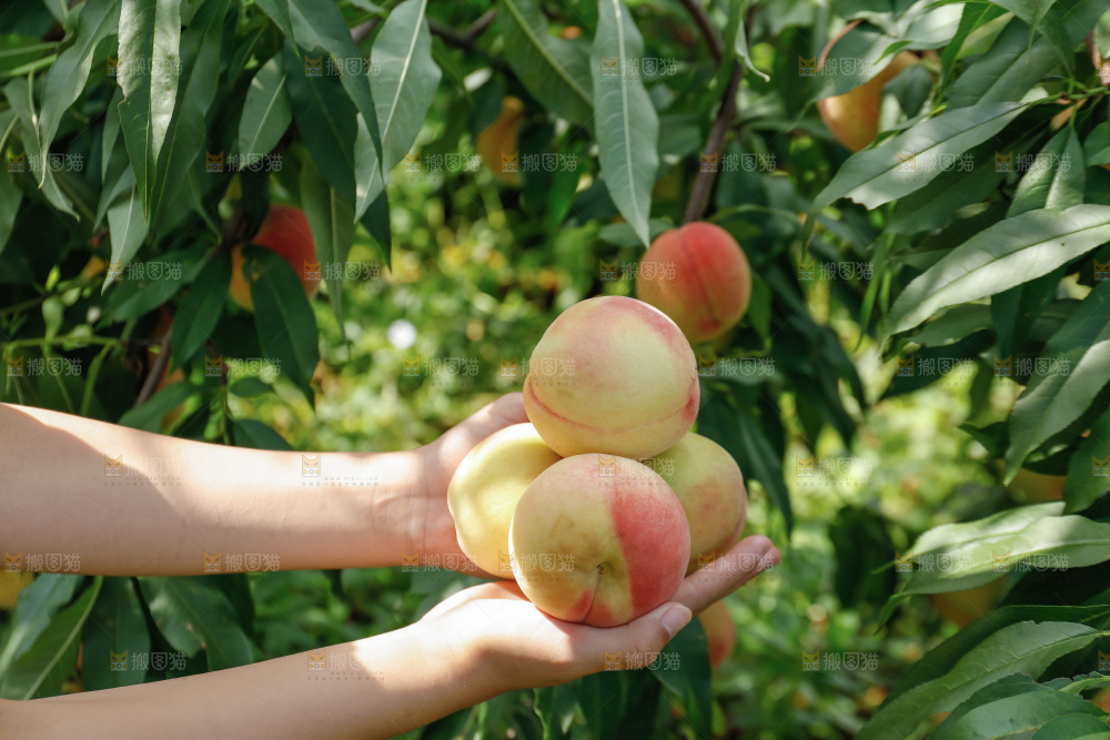 手里拿着现摘水蜜桃