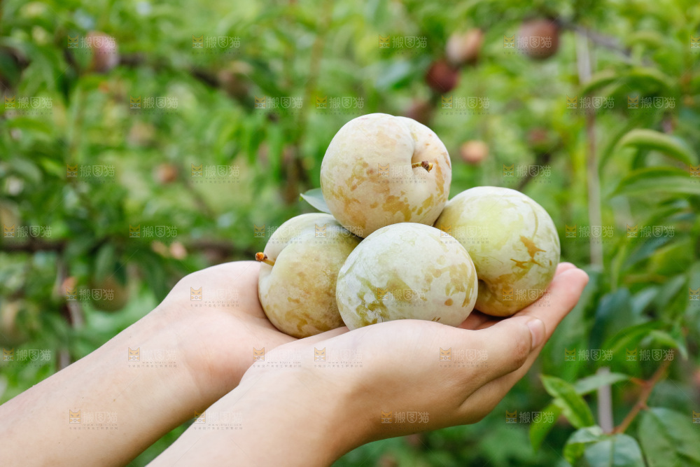 手里拿着红肉三华李