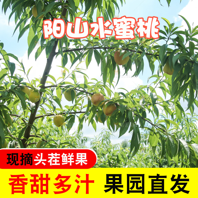 手里拿着现摘水蜜桃