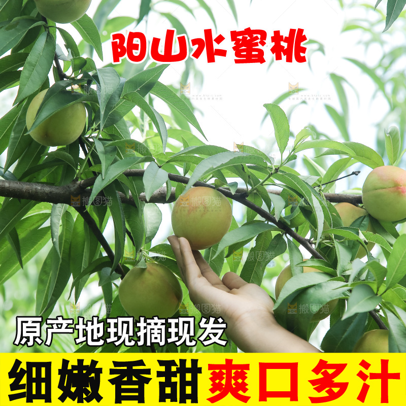 手里拿着现摘水蜜桃