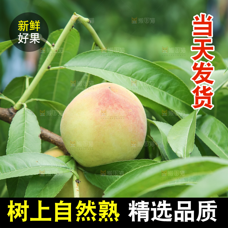 手里拿着现摘水蜜桃