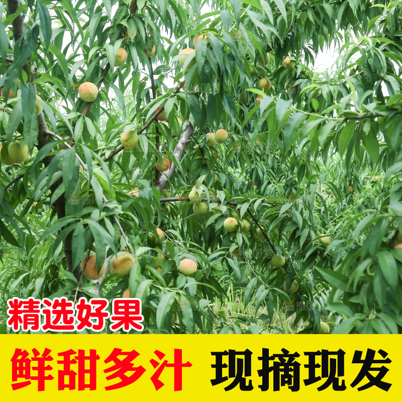 手里拿着现摘水蜜桃