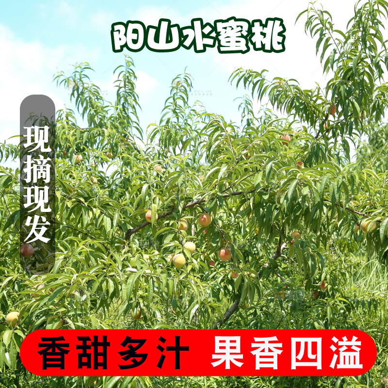 手里拿着现摘水蜜桃
