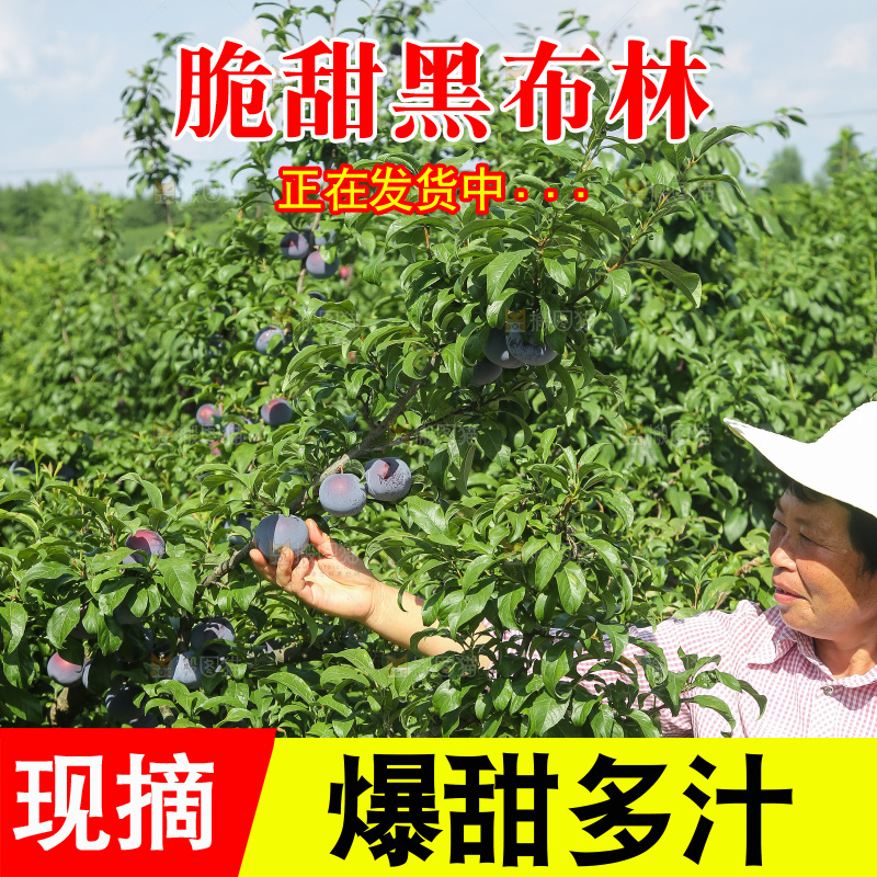 新鲜现摘黑布林