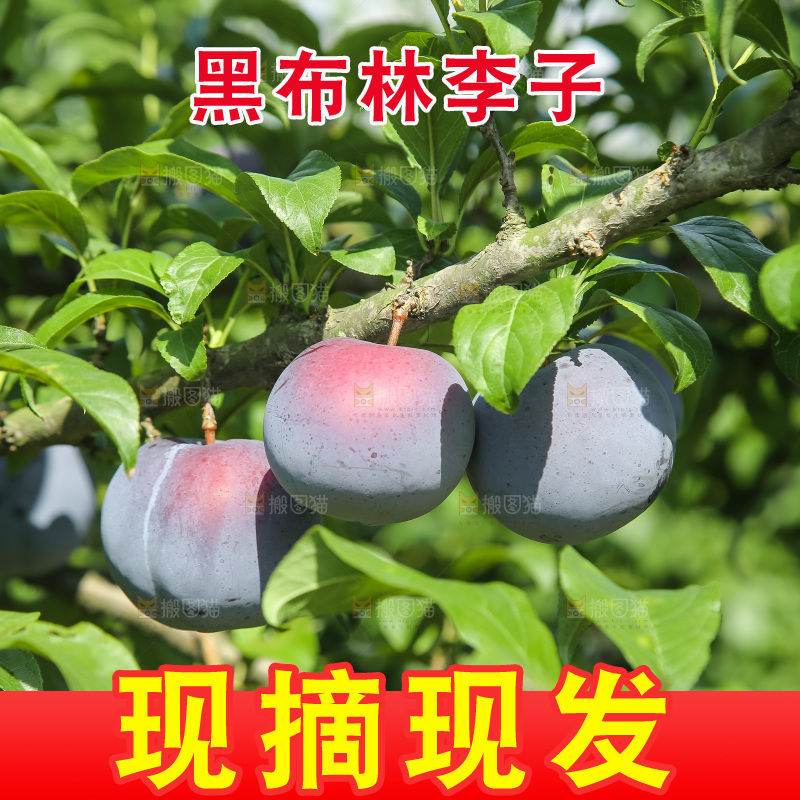 新鲜现摘黑布林