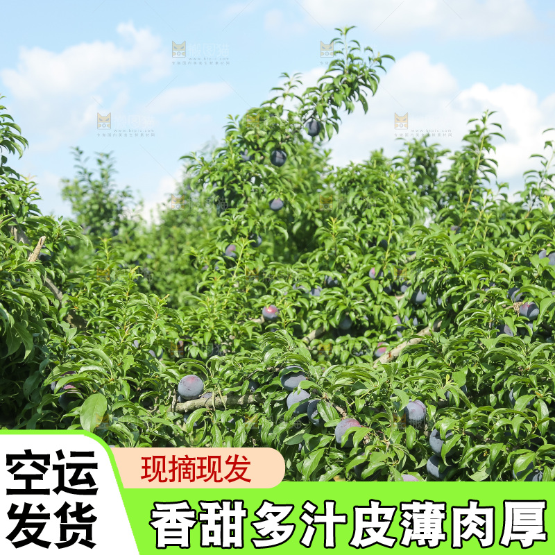 新鲜现摘黑布林