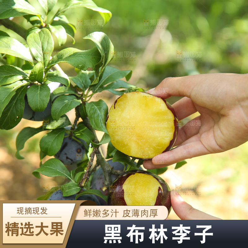 新鲜现摘黑布林