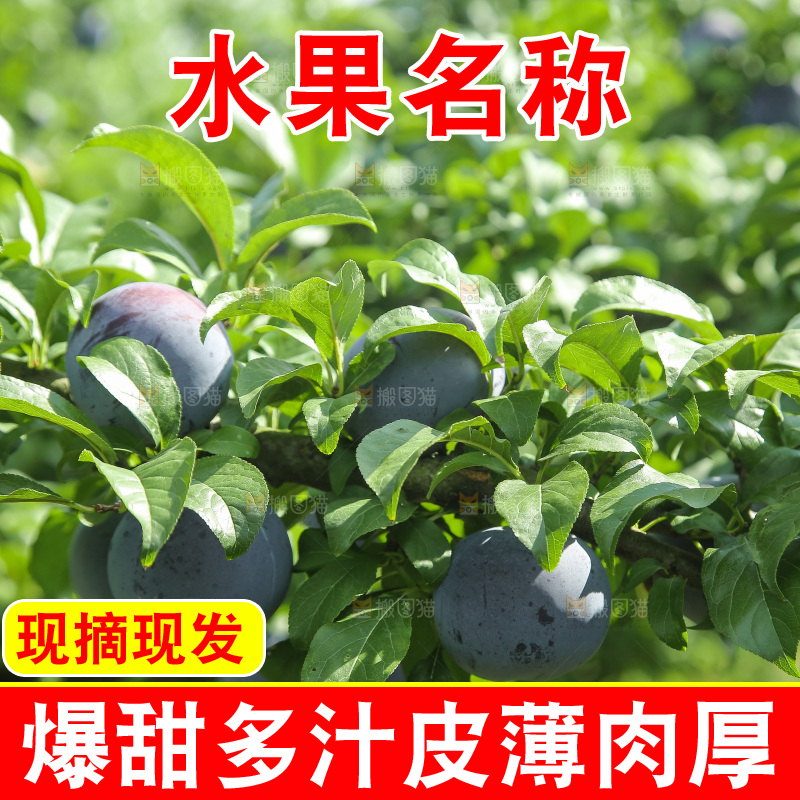 新鲜现摘黑布林