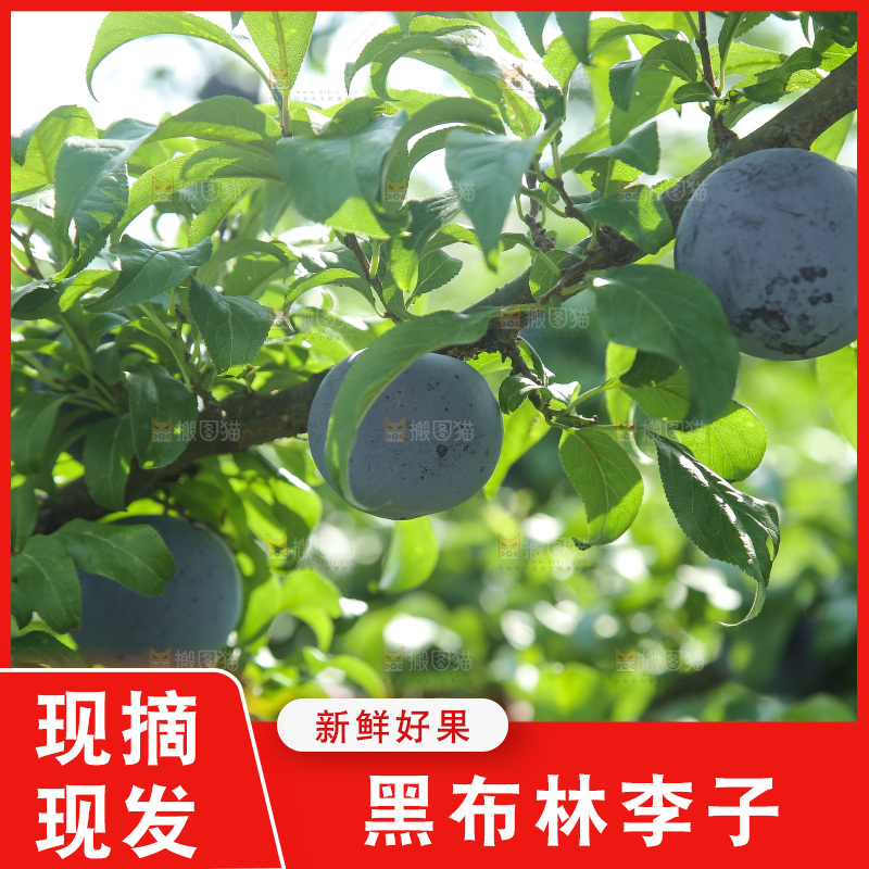 新鲜现摘黑布林