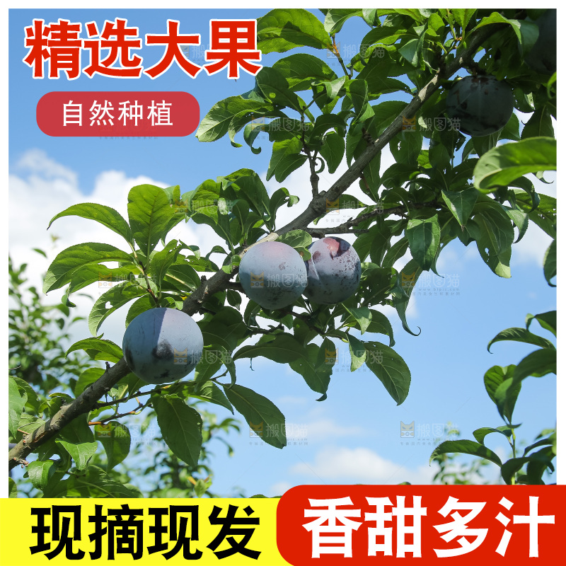 新鲜现摘黑布林