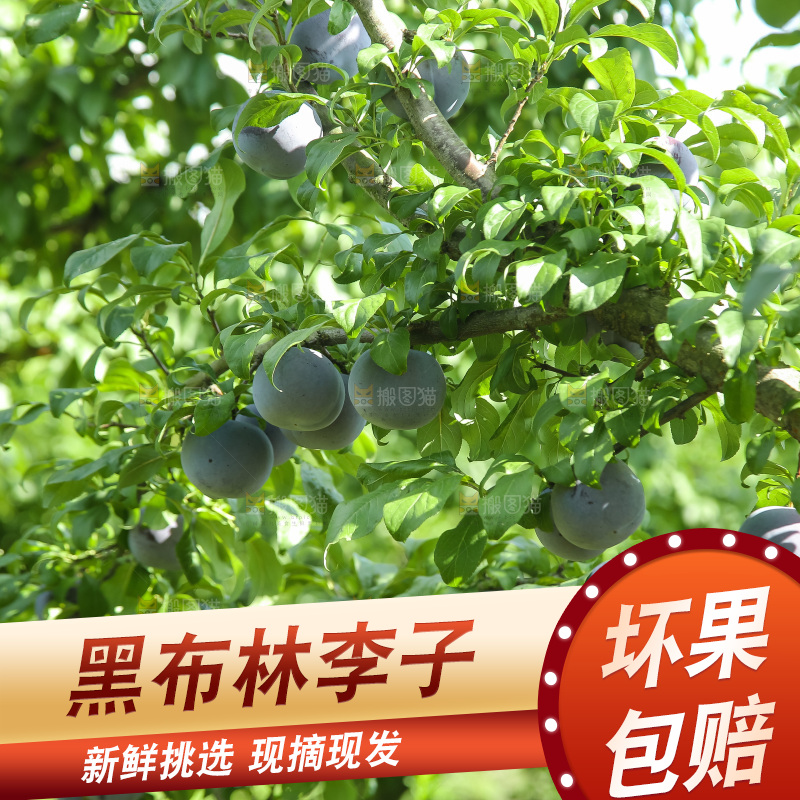 新鲜现摘黑布林