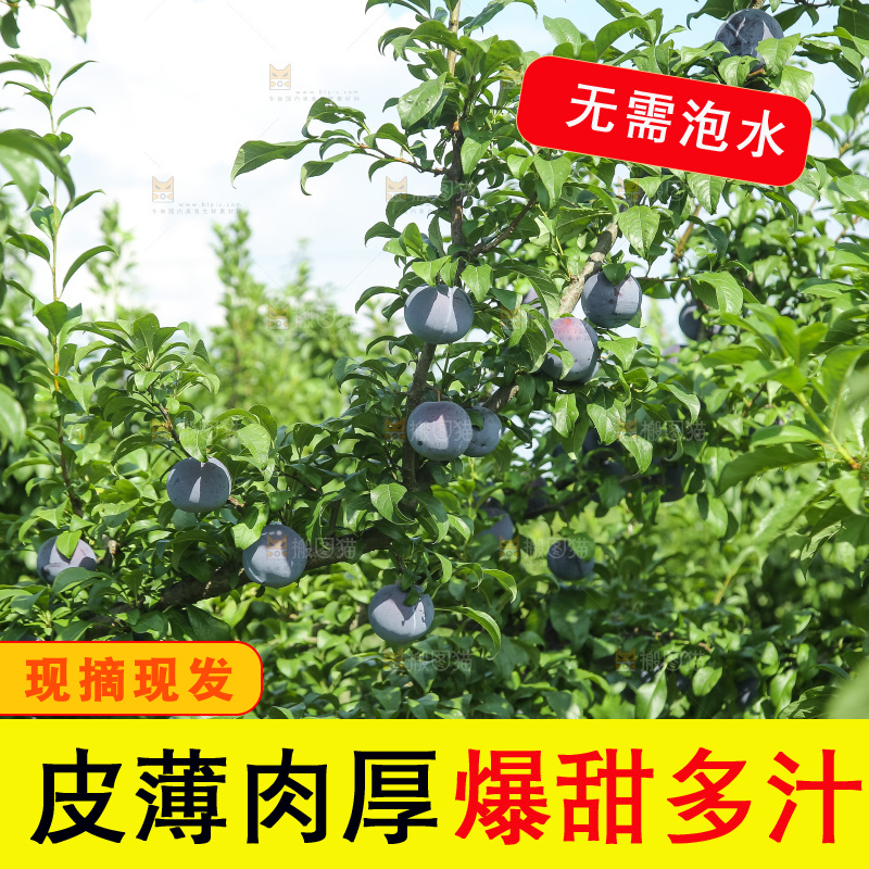 新鲜现摘黑布林