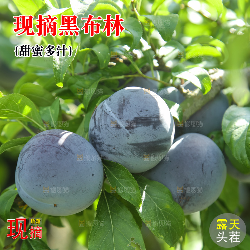 新鲜现摘黑布林