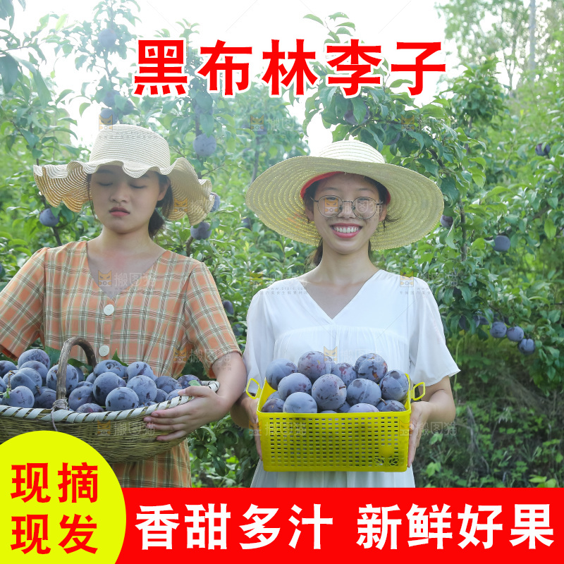 新鲜现摘黑布林