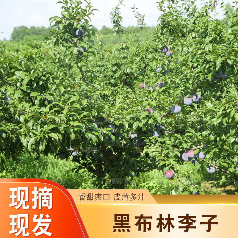 新鲜现摘黑布林