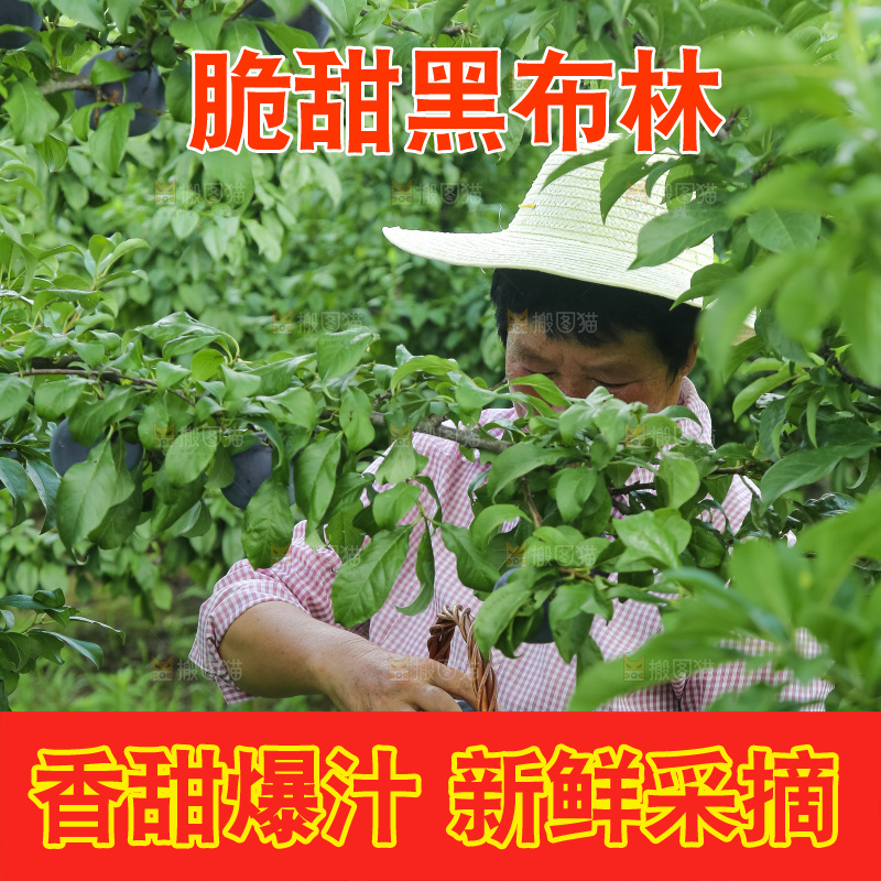 新鲜现摘黑布林