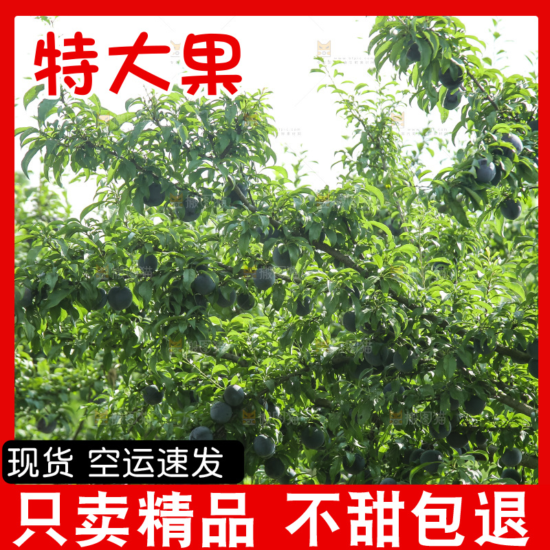 新鲜现摘黑布林