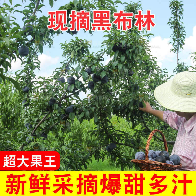 新鲜现摘黑布林