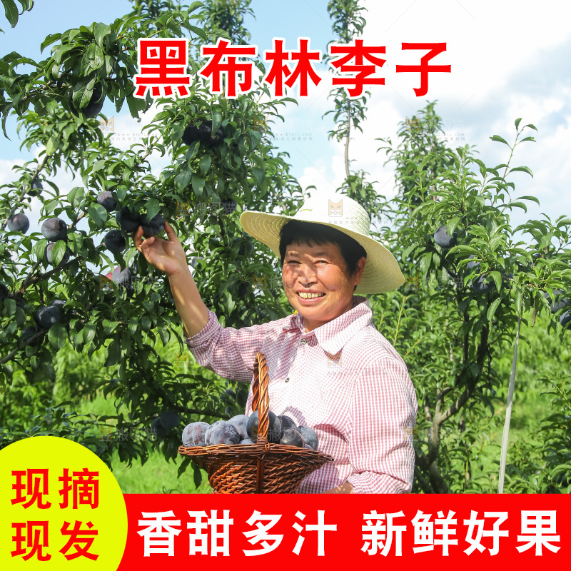 新鲜现摘黑布林