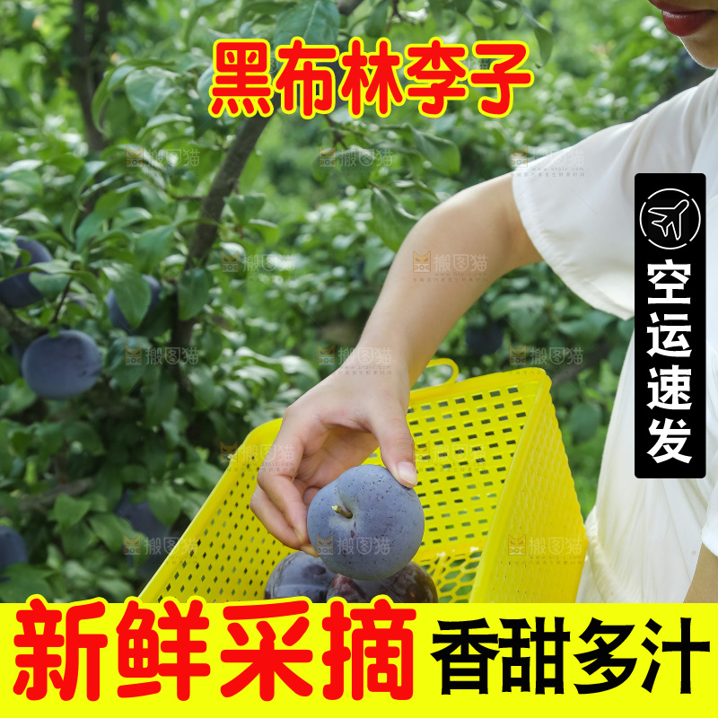 新鲜现摘黑布林