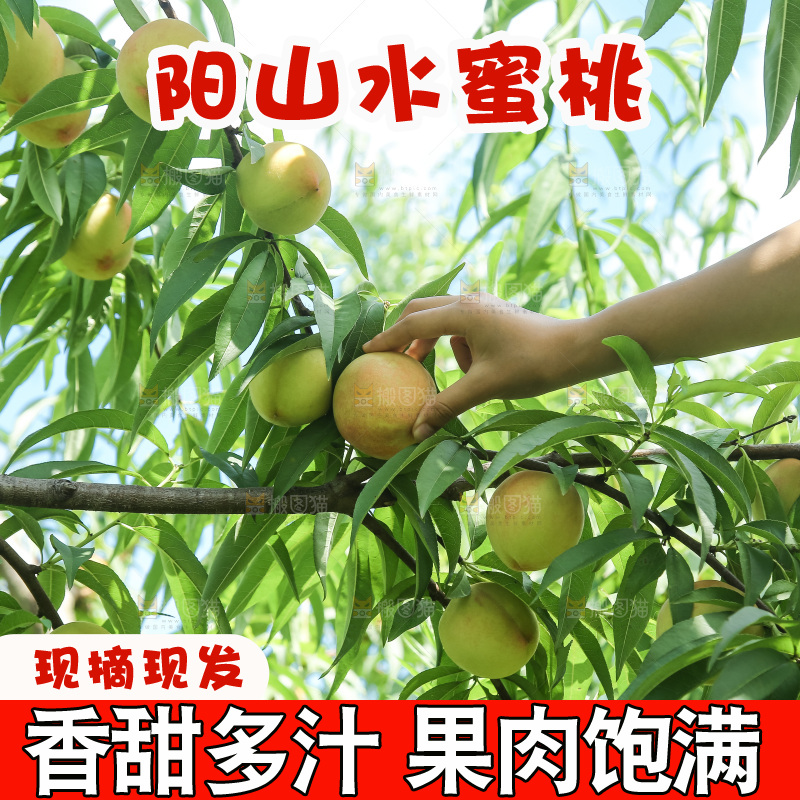 手里拿着现摘水蜜桃