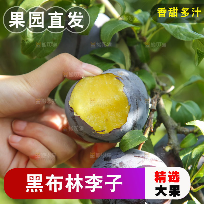 新鲜现摘黑布林