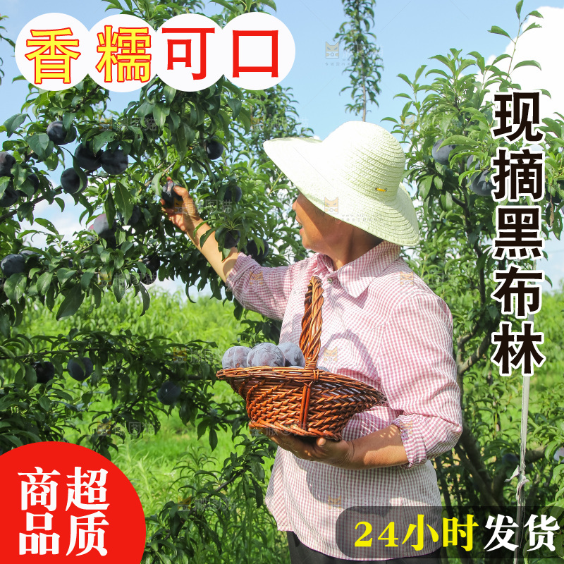 新鲜现摘黑布林