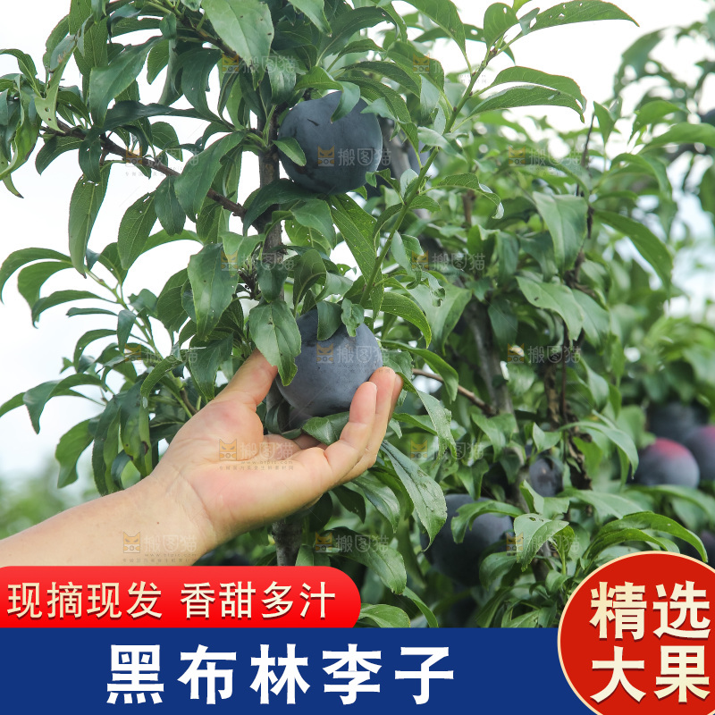 新鲜现摘黑布林