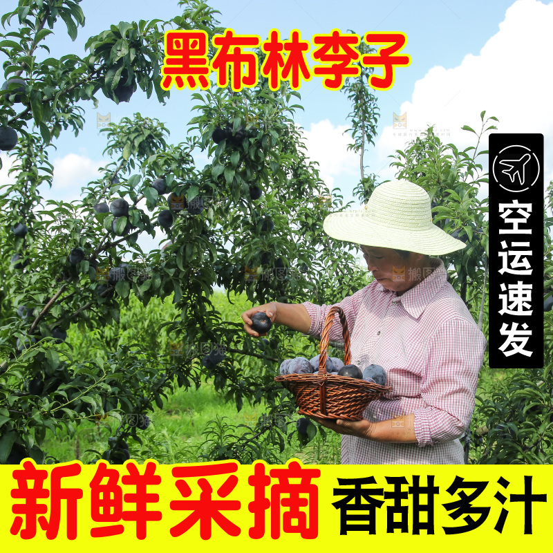 新鲜现摘黑布林