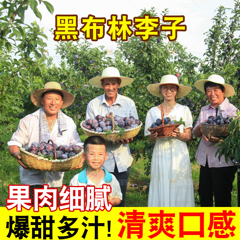 新鲜现摘黑布林