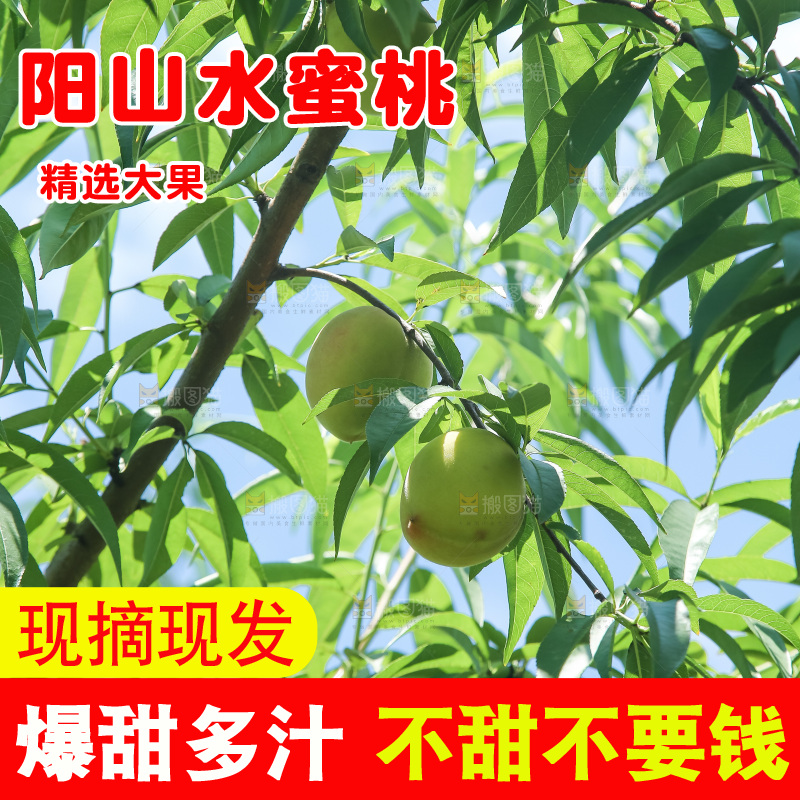 手里拿着现摘水蜜桃