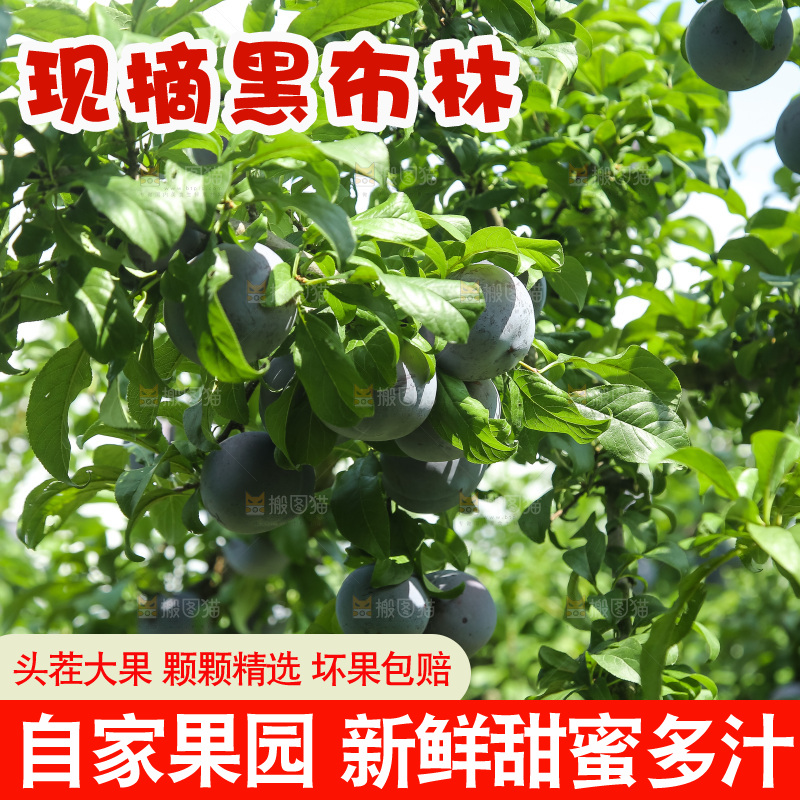 新鲜现摘黑布林