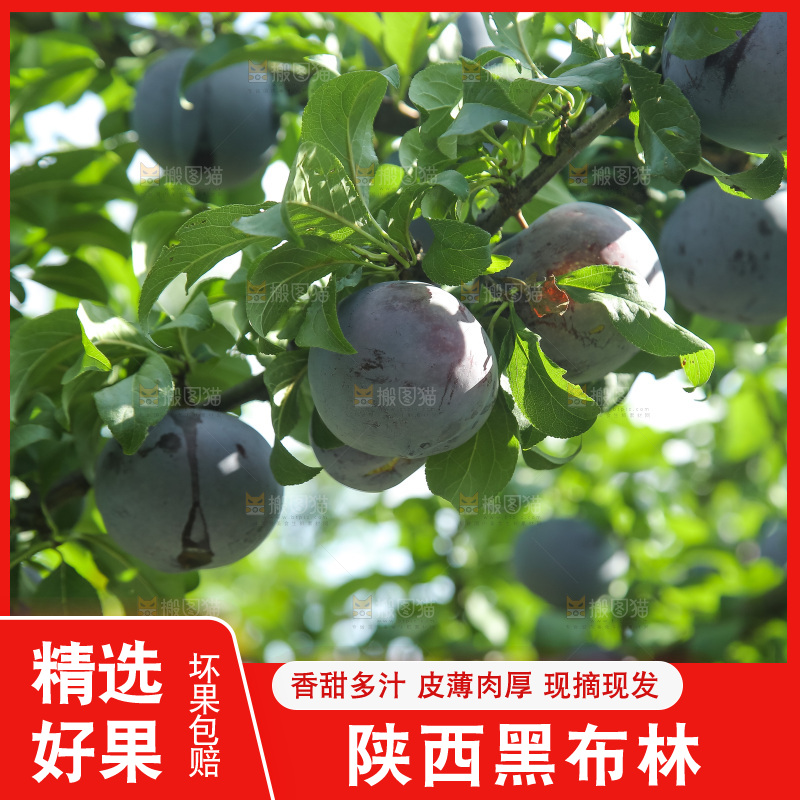 新鲜现摘黑布林
