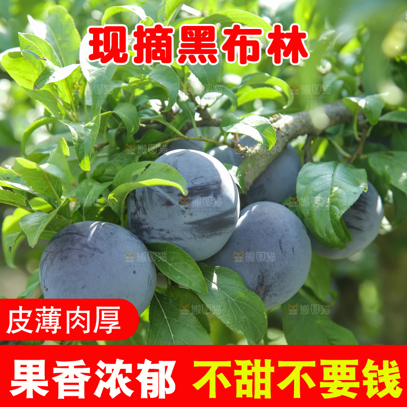 新鲜现摘黑布林