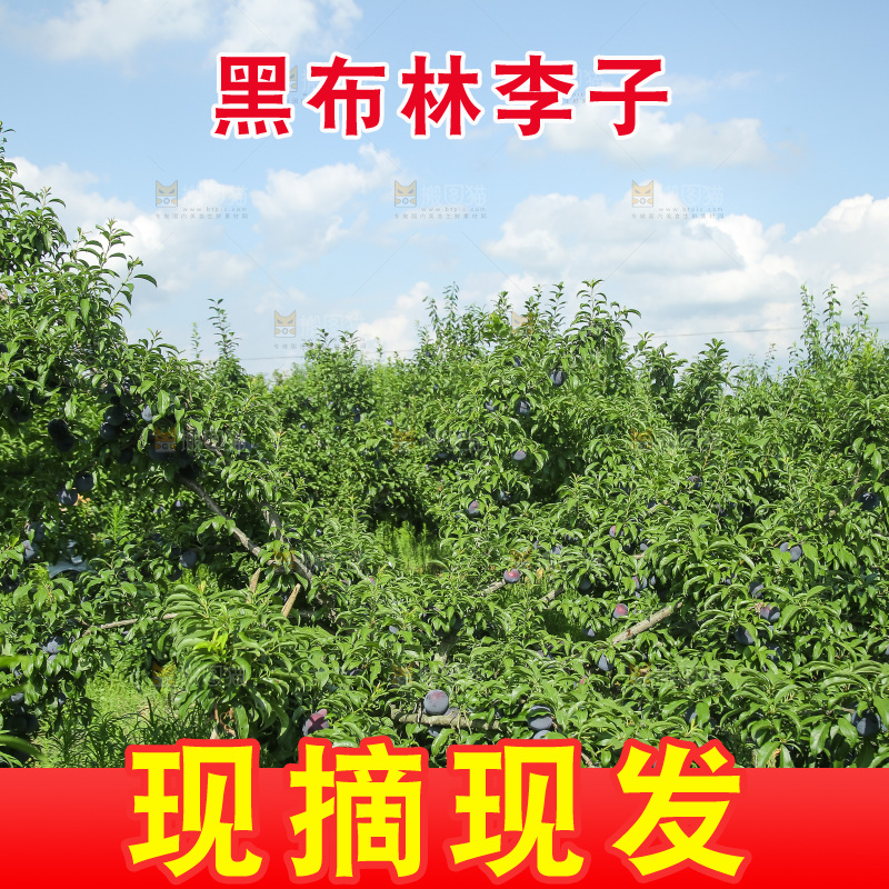 新鲜现摘黑布林