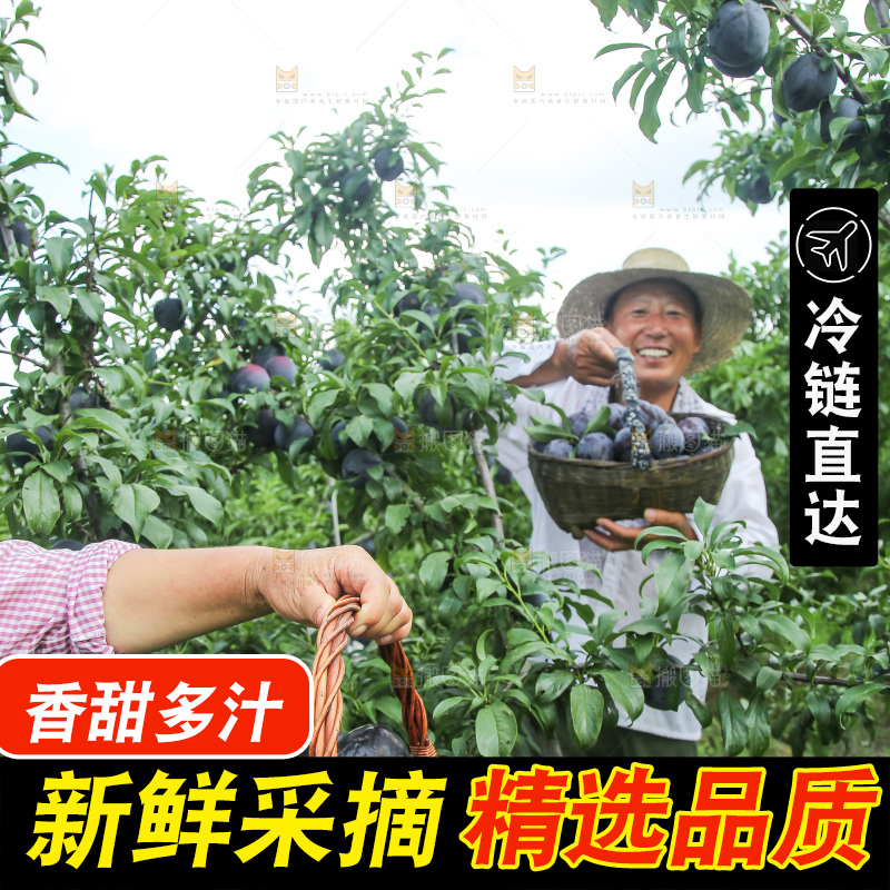 新鲜现摘黑布林