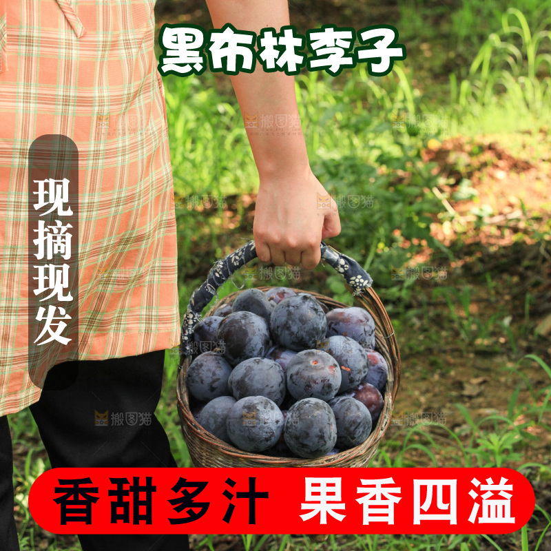 新鲜现摘黑布林