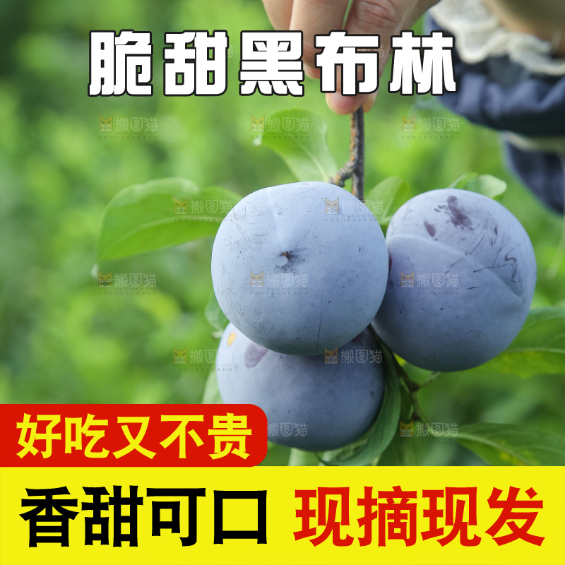 新鲜现摘黑布林