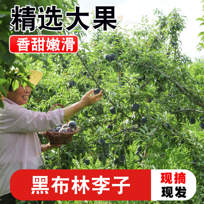 新鲜现摘黑布林