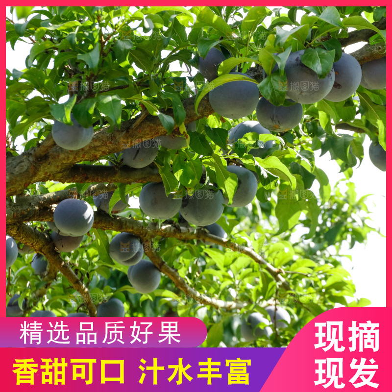新鲜现摘黑布林