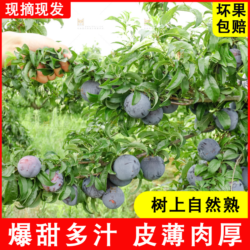 新鲜现摘黑布林