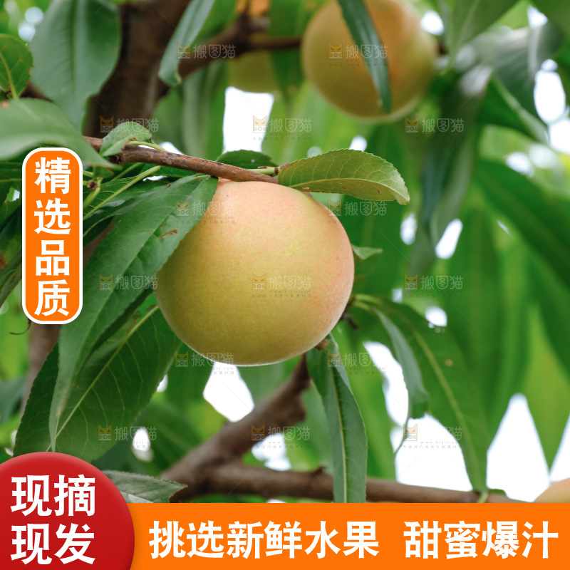 手里拿着现摘水蜜桃