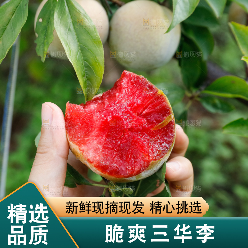 手里拿着红肉三华李